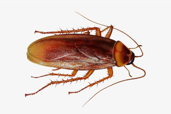 Roaches Removal and Ants Exterminator in Chicago, IL